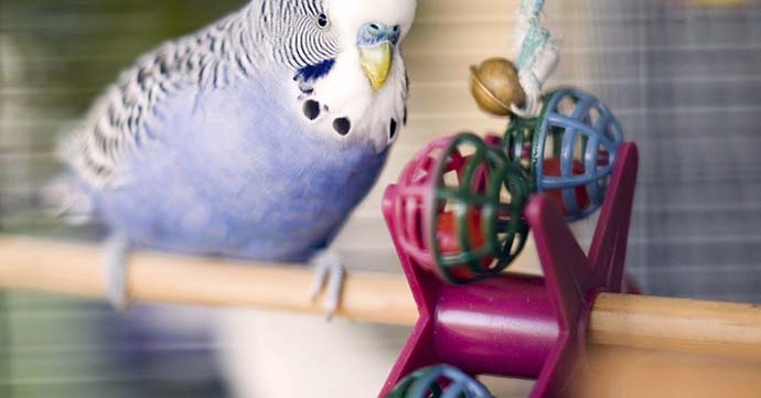 Evimizde kuş beslemek sağlığımıza zarar verebilir mi?