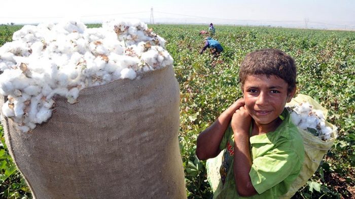 Mevsimlik tarımda çocuk işçiliği konusu büyüteç altında