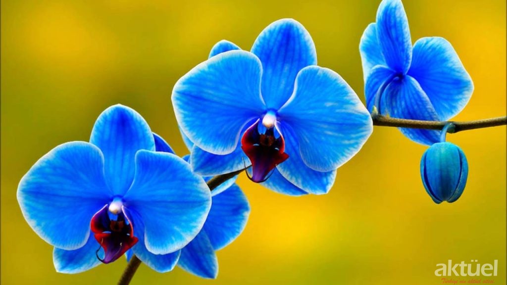 Orkide Çiçeği Nedir Ve Özellikleri Nelerdir?