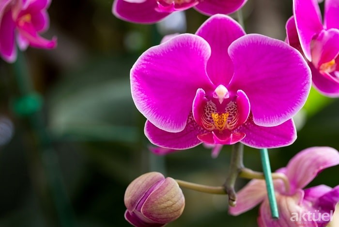 Orkide Çiçeği Nedir Ve Özellikleri Nelerdir?