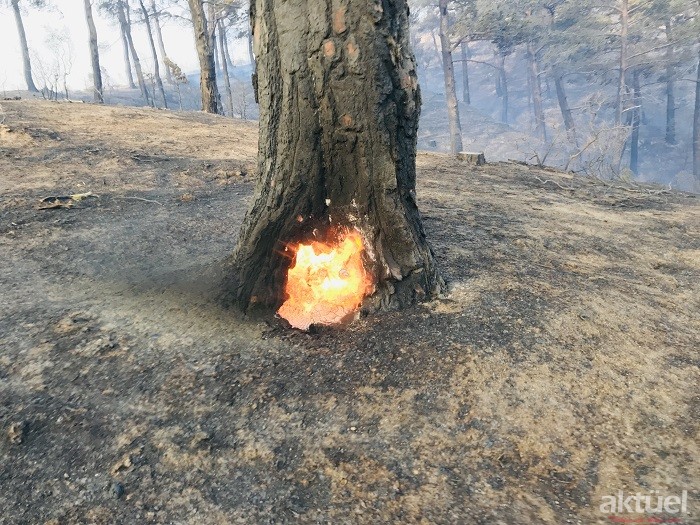 Çanakkale Bayramiç’teki Orman Yangını Devam Ediyor!