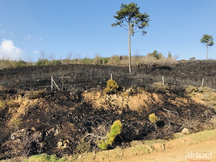 18 Saatlik Çalışma Sonuç Verdi | Çanakkale'deki Orman Yangını Kontrol Altına Alındı