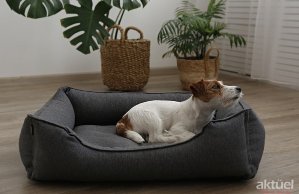 Köpek Yatağı Modelleri ve Köpek Yatağı Fiyatları